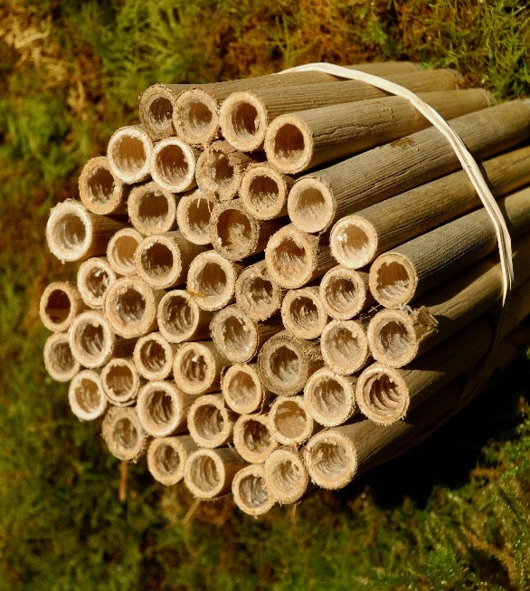 Mason Bee Reeds