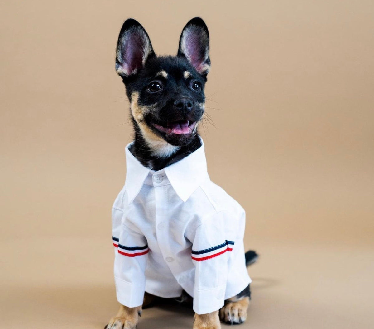 Roscoe Dog T-Shirt – Classic White Shirt for Dogs