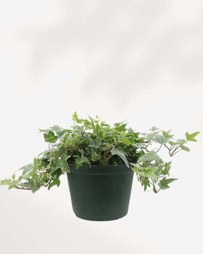 English Ivy Variegated