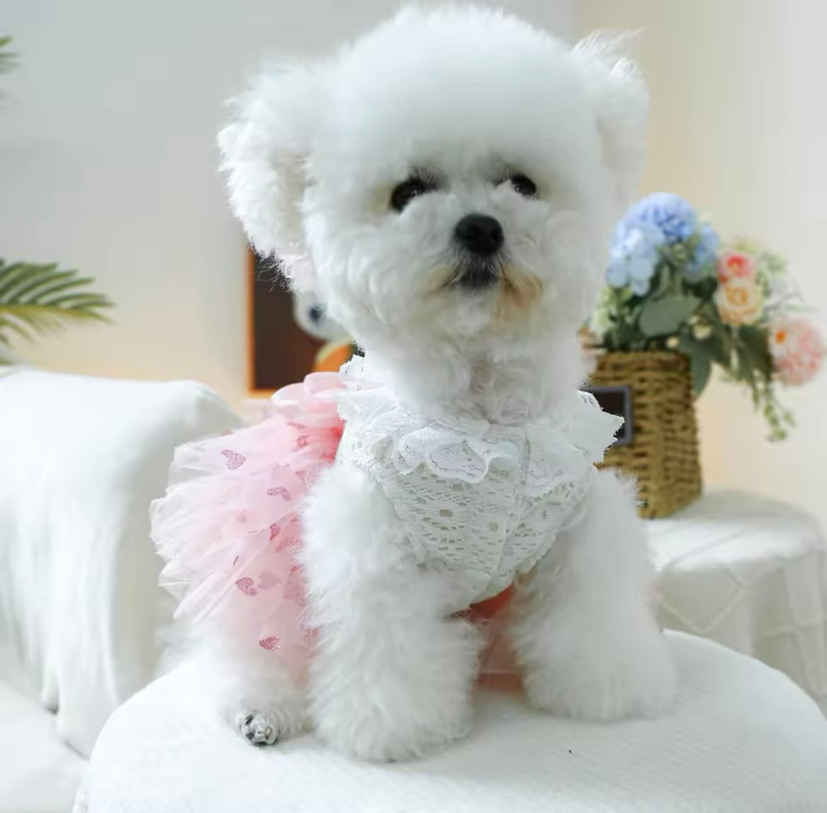 Laura Dog Dress | Designer Dog Dress for Small Dogs