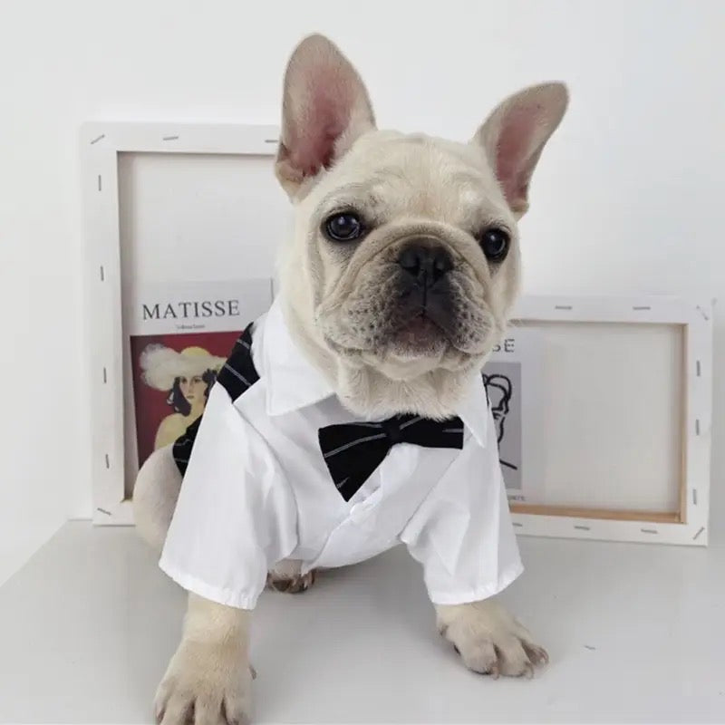 Tuxedog Suit – Luxury Formal Outfit for Dogs