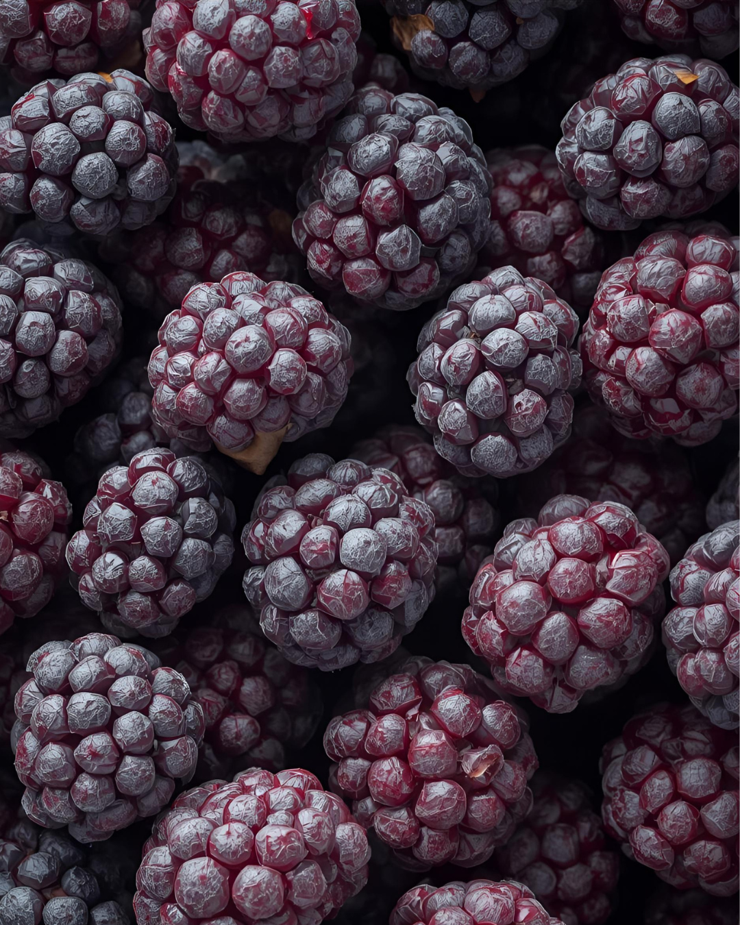 Freeze Dried Mulberry Bulk 1 KG