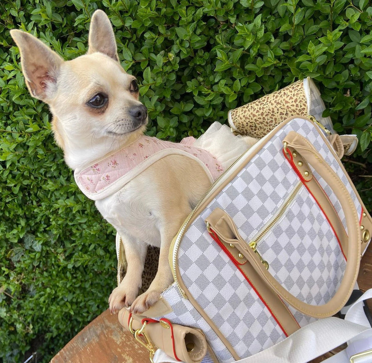 Tinker Bell Pet Carrier – Luxury Travel Bag for Dogs