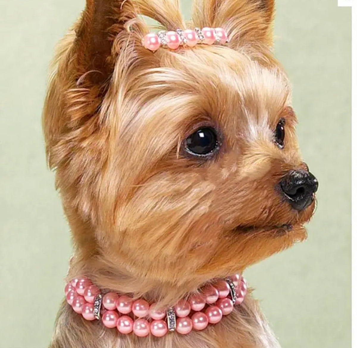 Princess Pearl Dog Collar – Dog Collar