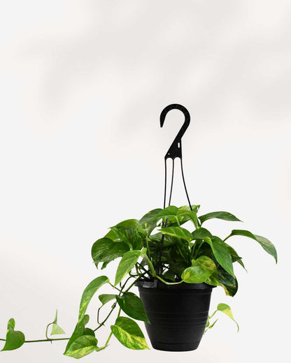 Pothos Golden - Epipremnum Aureum Golden