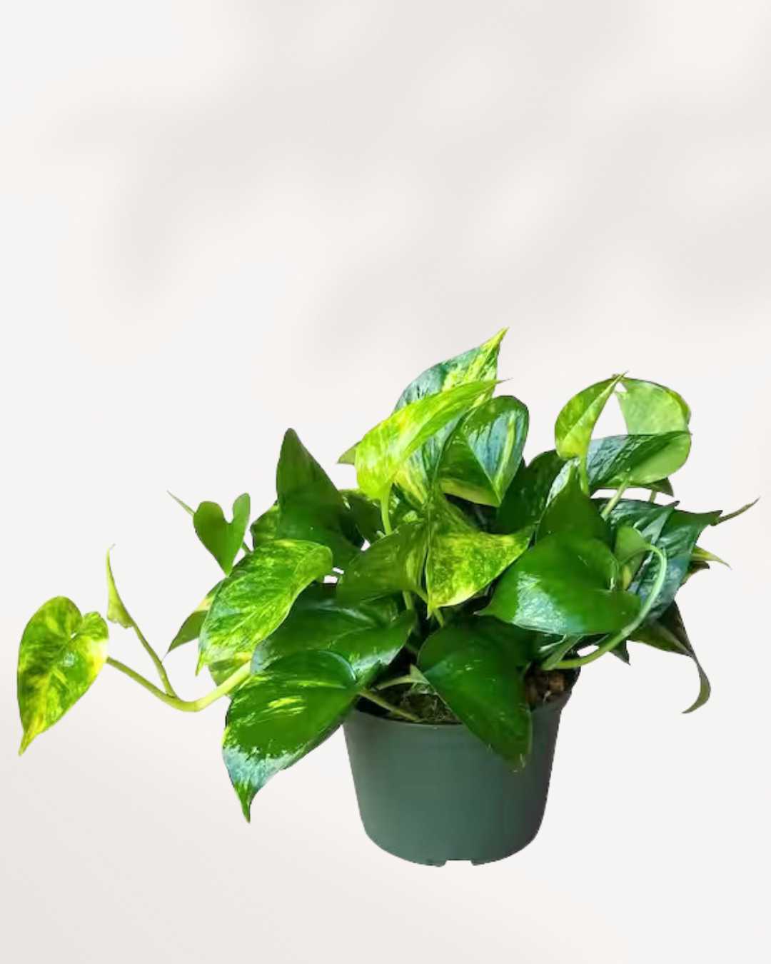 Pothos Golden - Epipremnum Aureum Golden