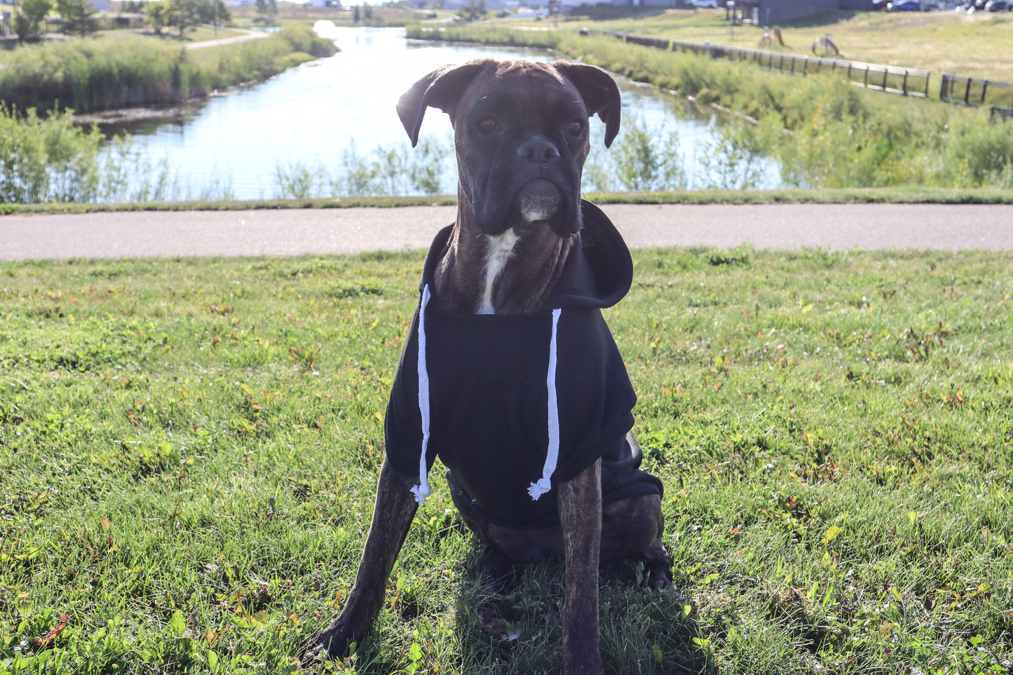 SASK Diamond Lily Dog Hoodie