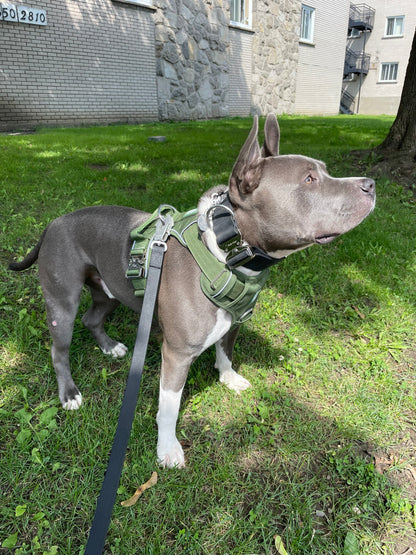 Heavy-Duty Everyday Harness - Cactus Green