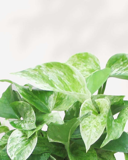 Marble Queen Pothos - Epipremnum Aureum Marble Queen