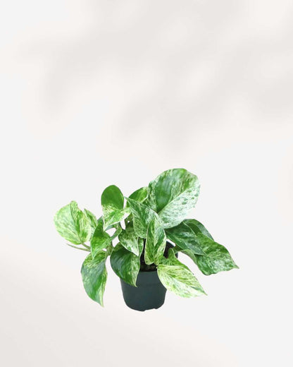 Marble Queen Pothos - Epipremnum Aureum Marble Queen