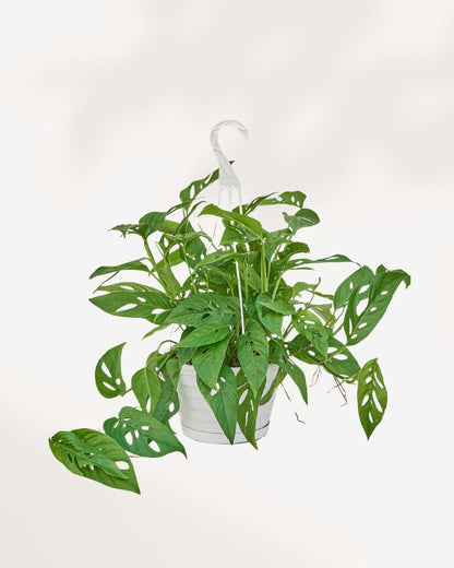 Monstera Adansonii – Indoor Plant for Homes