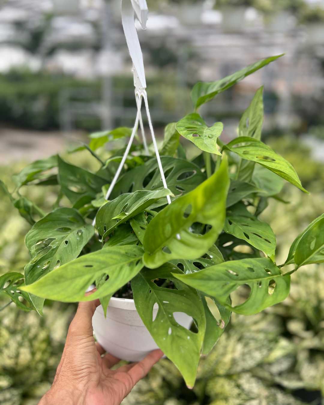 Monstera Adansonii – Indoor Plant for Homes