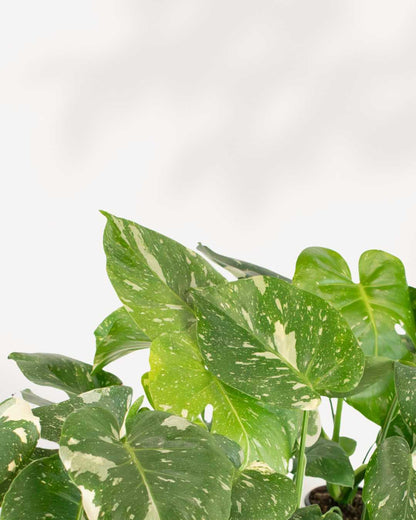 Monstera Thai Constellation