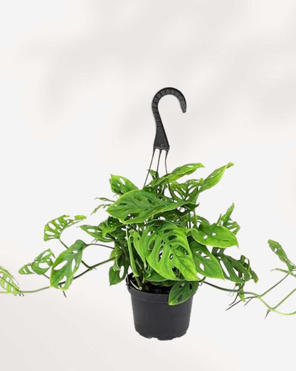 Monstera Adansonii – Indoor Plant for Homes