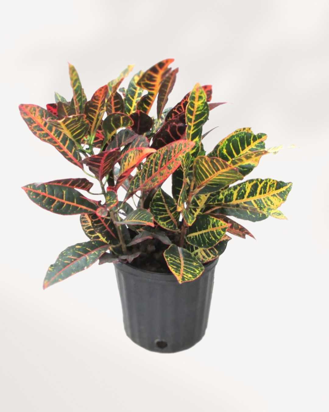 Croton Petra