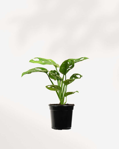 Monstera Adansonii – Indoor Plant for Homes