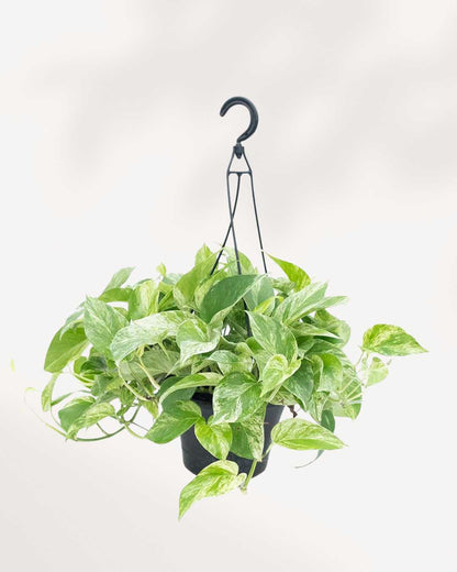 Marble Queen Pothos - Epipremnum Aureum Marble Queen