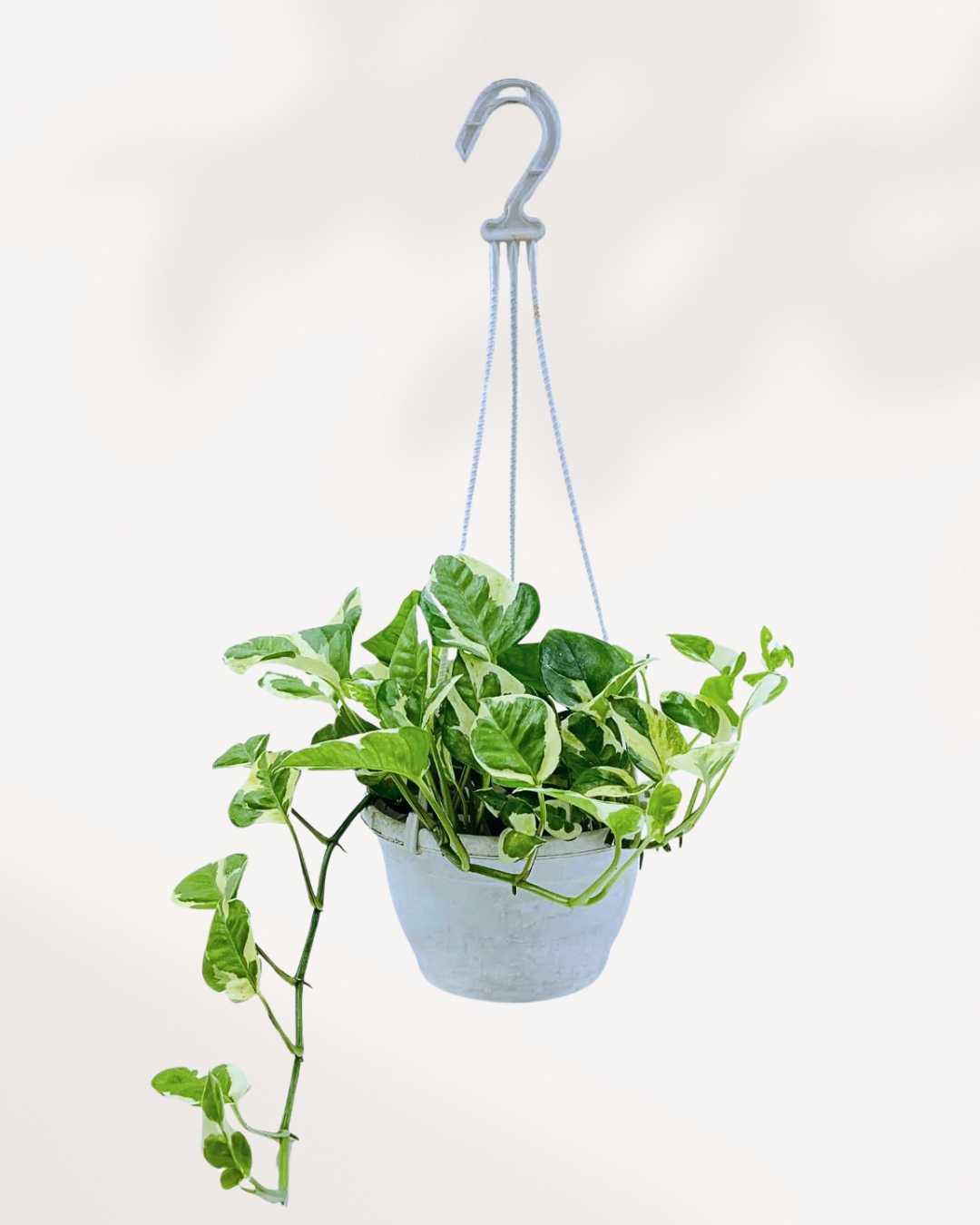 Pothos N’Joy