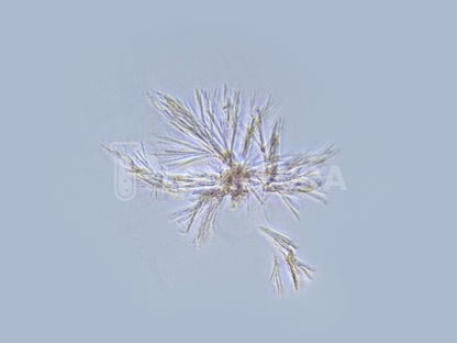 Palustris Live Bacteria - Bacto Fuel