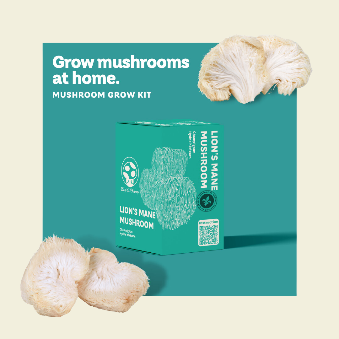Lion's Mane Mushroom Kit
