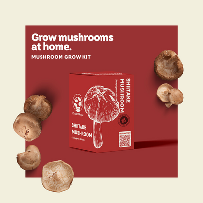Shiitake Mushroom Kit