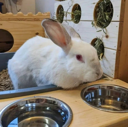 Six Hole Rabbit Hay Feeder & Litter Pan Combo
