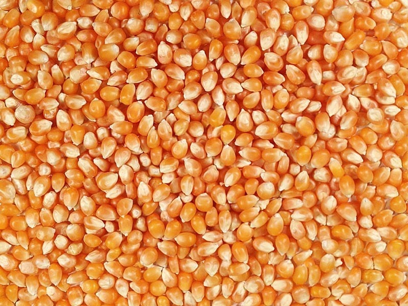 50 lbs Bulk Premium Organic Yellow Popcorn Kernels (Product of Canada)