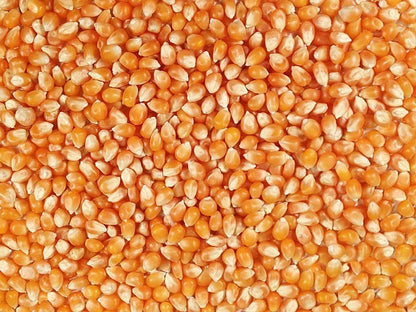 50 lbs Bulk Premium Organic Yellow Popcorn Kernels (Product of Canada)