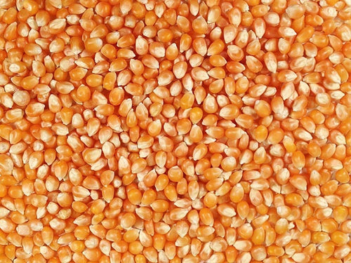 50 lbs Bulk Premium Organic Yellow Popcorn Kernels (Product of Canada)