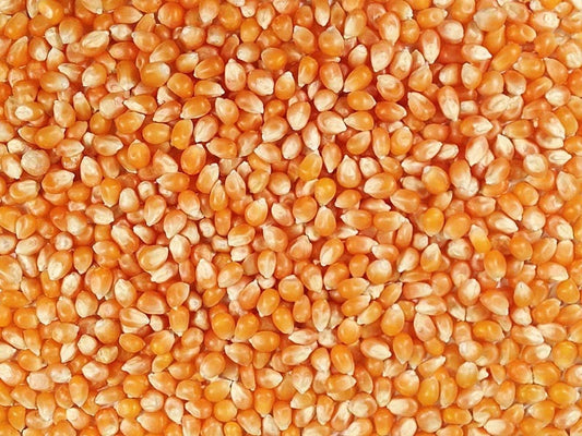 50 lbs Bulk Premium Organic Yellow Popcorn Kernels (Product of Canada)
