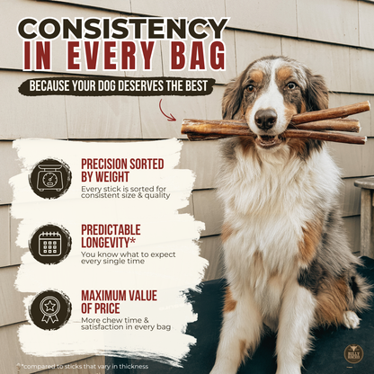 6 Inch Thick Braided Bully Stick