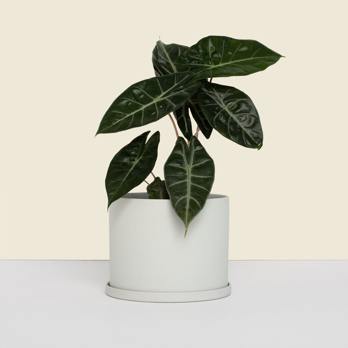 Medium Stone Pot with Saucer