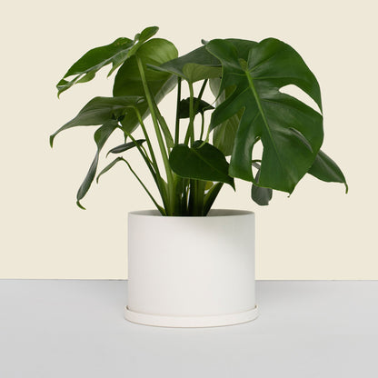 Medium White Pot with Saucer