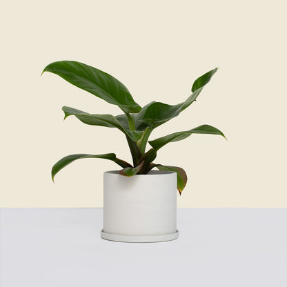 Small Stone Pot with Saucer